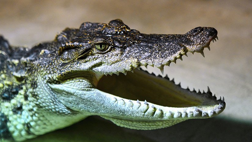 Científicos alemanes hicieron escuchar Bach a cocodrilos y se sorprendieron con los resultados