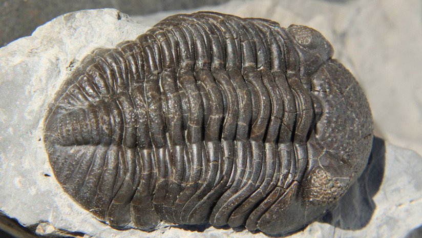 FOTO: Una niña de 11 años descubre un fósil de un trilobite de 475 millones de años