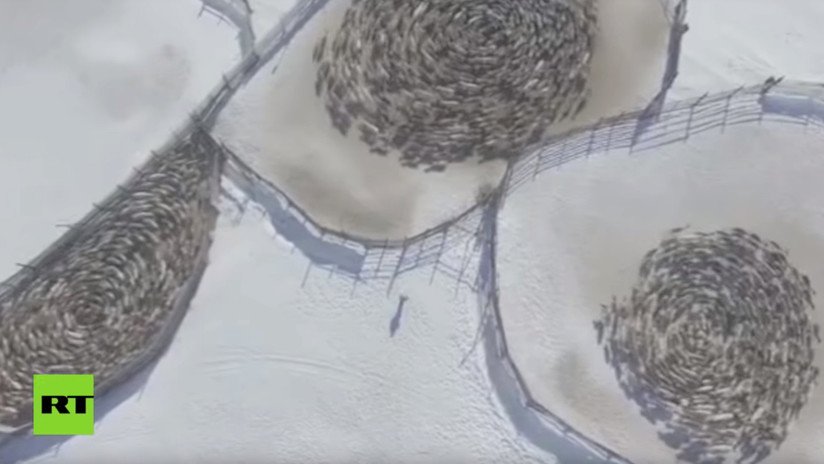 ¿Círculos alienígenas? Renos entran en un 'trance hipnótico' y nadie sabe por qué