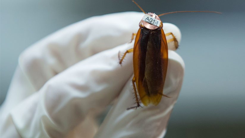 FOTO: Una mujer vivió más de una semana con una cucaracha en el oído