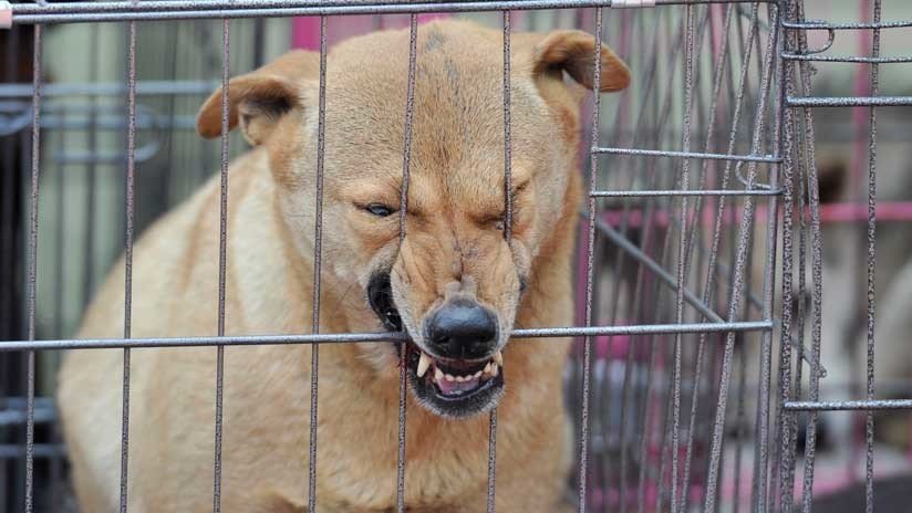 Jaurías de perros callejeros matan a varios niños en una ciudad de la India