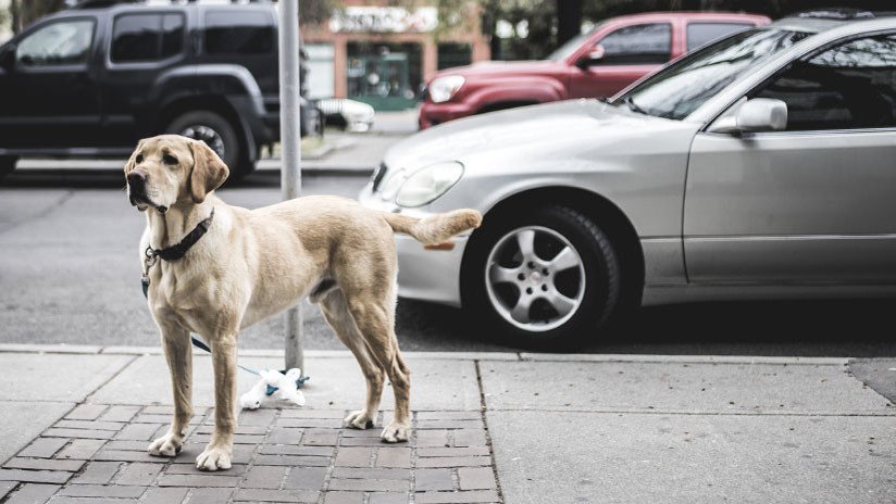 México: Amarran un perro a un auto y lo arrastran bajo la lluvia (VIDEO)