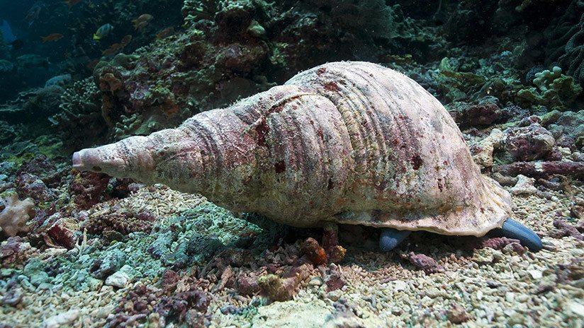 Científicos consiguen 'transferir' memoria entre dos caracoles