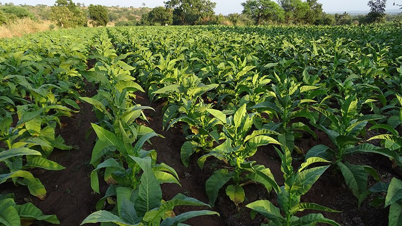 Descubren una proteína en el tabaco que podría combatir las superbacterias