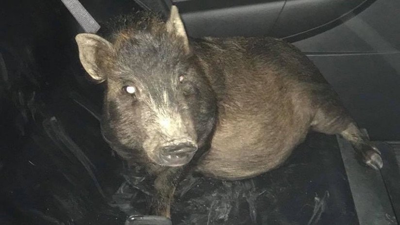 "No sé qué hacer": Un hombre llama a la Policía porque un cerdo lo persigue