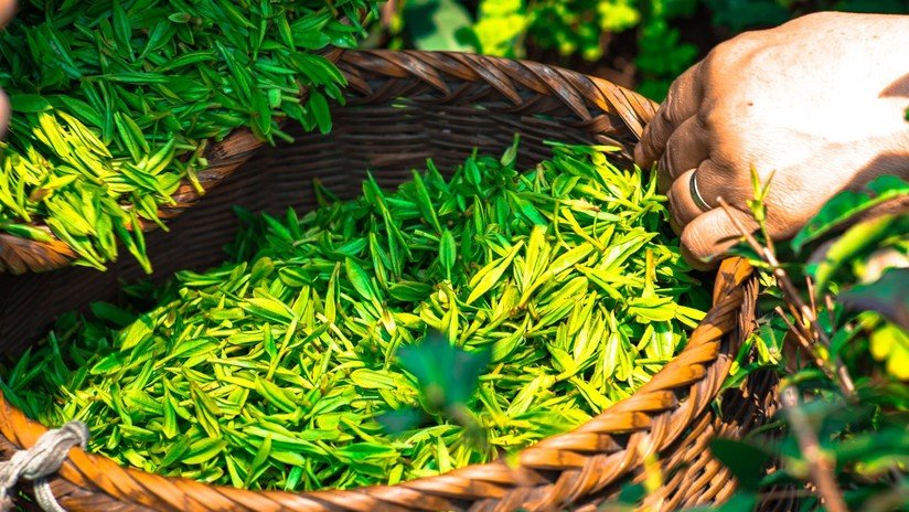 Té para acabar con el cáncer: descubren efectos curativos más allá de la infusión