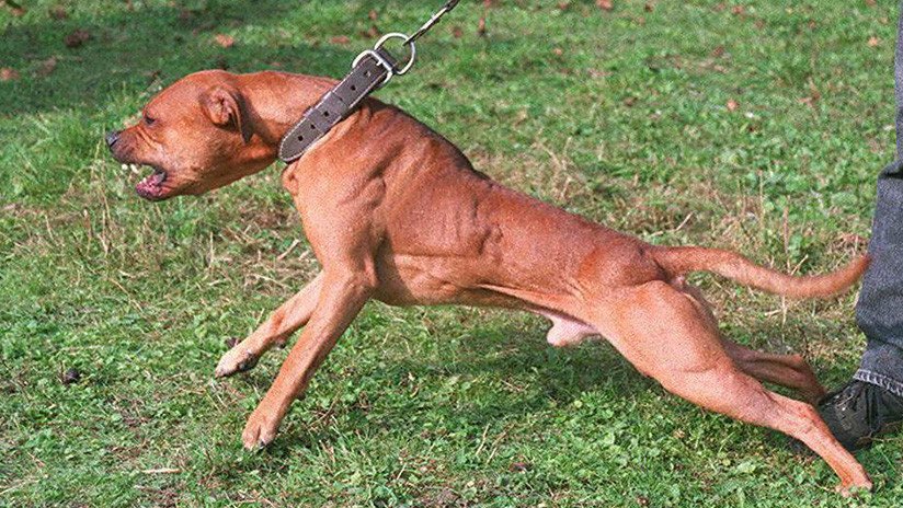 FOTOS: Pitbull enloquecido ataca salvajemente a un niño en China