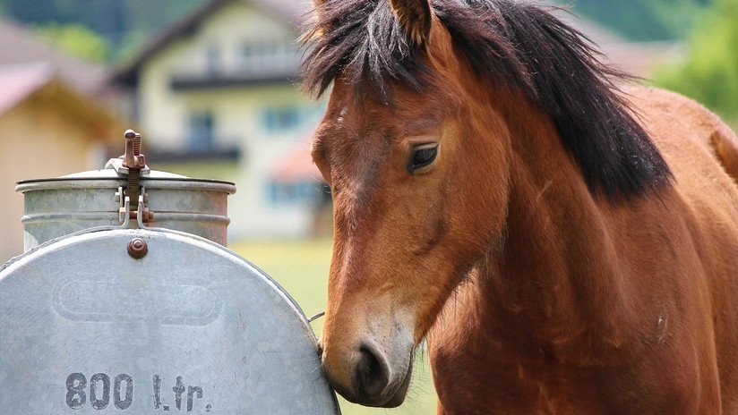 VIDEOS: Conductores atrapan a un caballo ensillado que galopaba por una autopista en Texas