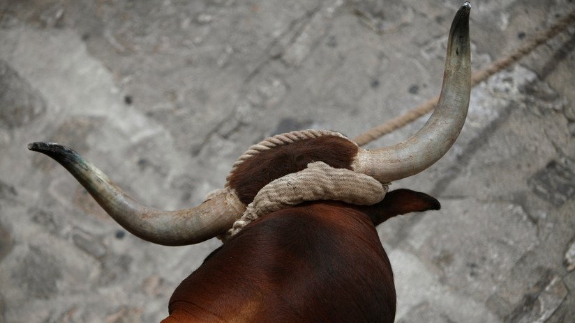 VIDEO IMPACTANTE: Un toro se retuerce de dolor en plena calle durante un festejo en España