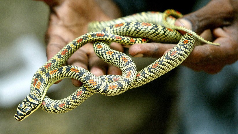Muere una niña amamantada con leche envenenada