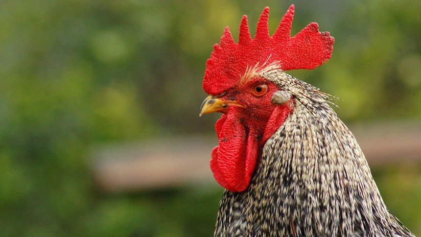 Por primera vez logran cruzar células humanas con embriones de pollo (y la quimera sobrevive)