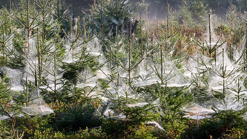 FOTOS: Un bosque se convierte en una película de terror tras una invasión de orugas