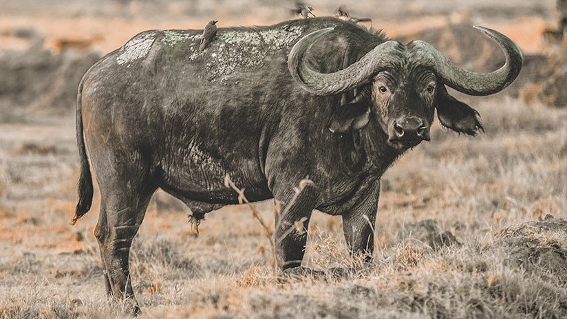Sale volando: Búfalo salva a un lagarto dando un impresionante cornada a un león (VIDEO)
