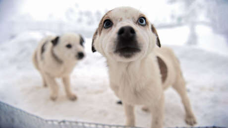 Los inesperados beneficios de tener mascotas en la gran ciudad