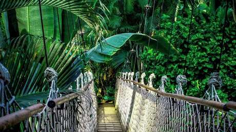 Científicos revelan cuándo podría 'secarse' la Amazonia