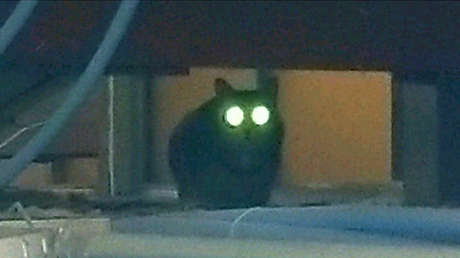 Una gata deambula por un aeropuerto de Nueva York y esquiva la persecución policial por una semana