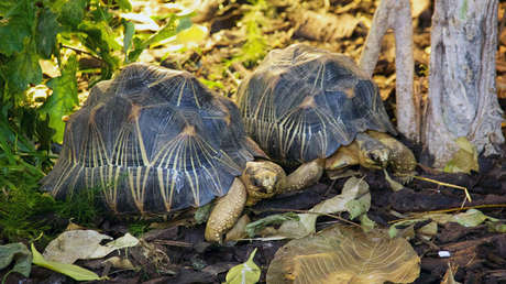 FOTOS: Un olor nauseabundo conduce a la Policía hasta una casa donde había 10.000 tortugas raras
