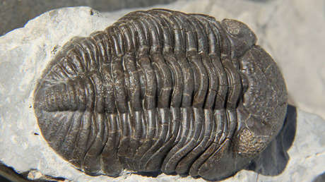 FOTO: Una niña de 11 años descubre un fósil de un trilobite de 475 millones de años