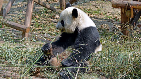 ¿Pierden el típico color?: Algo sucede con las manchas negras en los ojos de los pandas