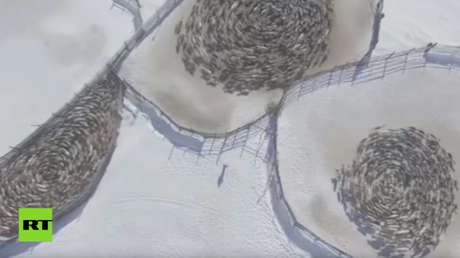 ¿Círculos alienígenas? Renos entran en un 'trance hipnótico' y nadie sabe por qué