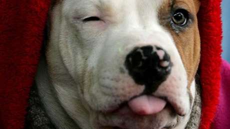 VIDEO: Un perro pavoneándose ante la cámara sabotea en directo un pronóstico del tiempo