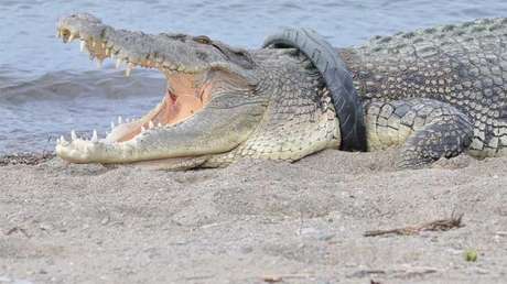 Un cocodrilo le arranca el brazo días antes de su boda pero eso no la detuvo (VIDEO, FOTO)
