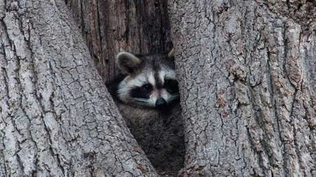 VIDEO: Una familia de mapaches cae del techo en una casa en EE.UU.