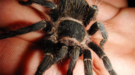 ¡No apto para aracnofóbicos!: Una mujer sostiene en su mano decenas de arañas pequeñas (VIDEO)