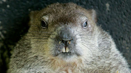 VIDEO: Un policía mata a una marmota en una carretera por considerar que "no actuaba normal" 