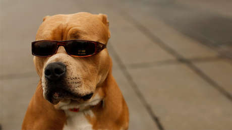 "¡Mi perro me disparó!": Un estadounidense herido de bala por su mascota