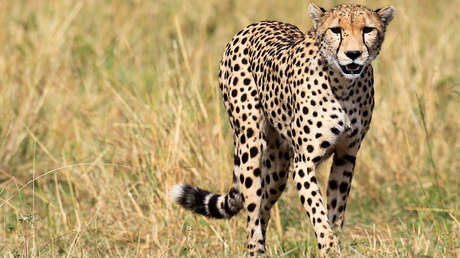 VIDEO: Una familia sale del auto durante un safari y se lleva el susto de su vida