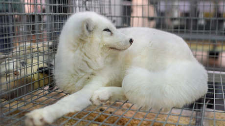 VIDEO: Compra un cachorro de raza y varios meses después descubre que es un zorro