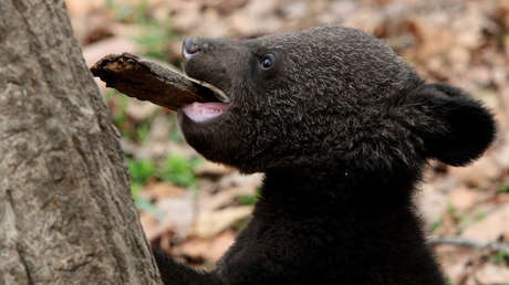 VIDEO: Una familia cría durante años a un oso en peligro de extinción creyendo que era un perro 