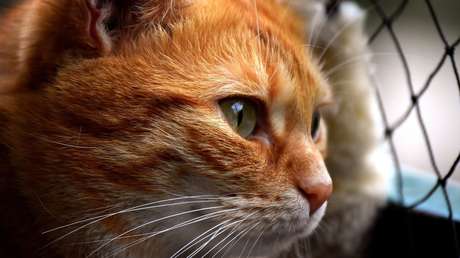 VIDEO: Un gato 'cortés' golpea la puerta de su casa para que lo dejen entrar