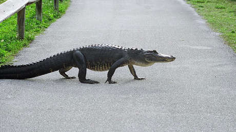 El 'Hombre Pollo' de Carolina del Sur paga feliz una multa por salvar a un cocodrilo