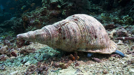 Científicos consiguen 'transferir' memoria entre dos caracoles