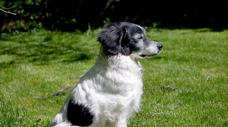 FOTO: La emotiva reacción de un perro cuando ve su casa en llamas