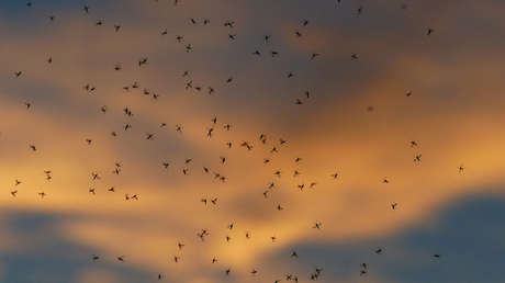 VIDEOS: Vecinos de una ciudad rusa temen salir a la calle por una invasión de mosquitos bíblica