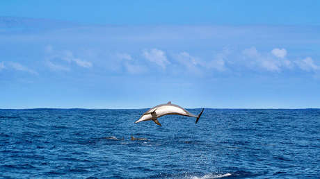 ¿Cocodrilos con aletas de delfín?: Descubren una nueva especie de 180 millones de años de antigüedad