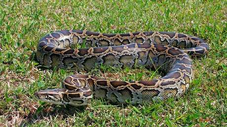 VIDEO: Dos niñas indonesias se ríen montadas en una pitón