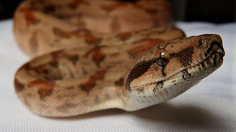 VIDEO: Una culebra se mete en un ventilador y frustra un aniversario de boda