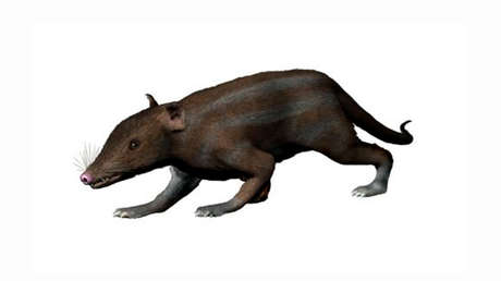 Descubren cuál fue la comida esencial de nuestros antepasados mamíferos en tiempos de dinosaurios