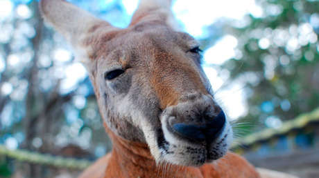 FUERTES IMÁGENES: Un flechazo atraviesa a una canguro y deja atrapado en la marsupia a su cachorro