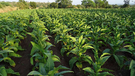 Descubren una proteína en el tabaco que podría combatir las superbacterias
