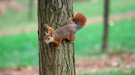 FOTOS: Una ardilla cae del techo y se queda atrapada en el inodoro de una residencia estudiantil