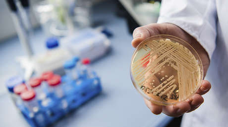 Hongos peligrosos: La resistencia a los medicamentos antimicóticos pone en peligro la salud humana