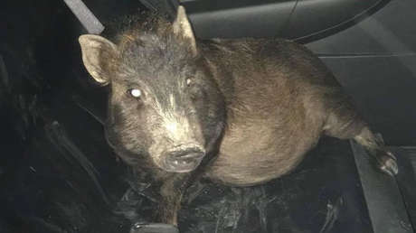 "No sé qué hacer": Un hombre llama a la Policía porque un cerdo lo persigue