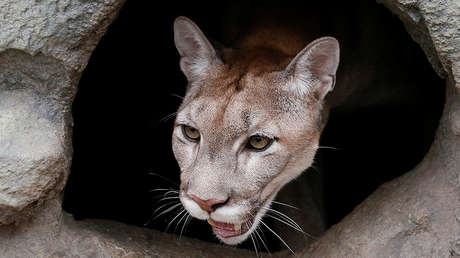 Un puma mata a un ciclista y hiere a otro en EE.UU. (fotos)