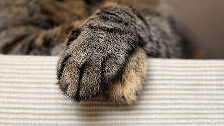 'Me quedan seis': Un gato es atravesado por una flecha y sobrevive (FOTO)