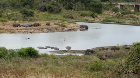 VIDEO: Cocodrilos captan a un ñu pero un grupo de hipopótamos lanza una 'operación de rescate'